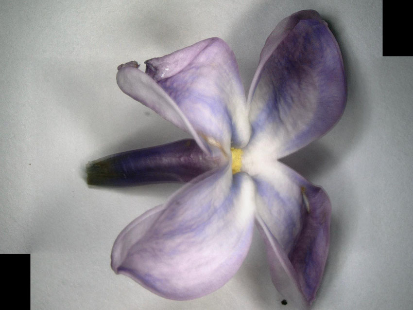 Blume-Flieder-20-small