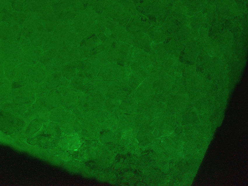 zucker-gfp-1