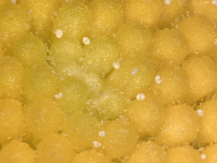 gaenseblumchen-scharf-150